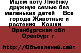 Ищем коту Лисёнку дружную семью без маленьких детей  - Все города Животные и растения » Кошки   . Оренбургская обл.,Оренбург г.